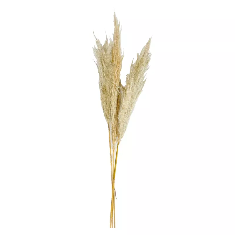 3-Piece Pampas Grass Bundle, 48"