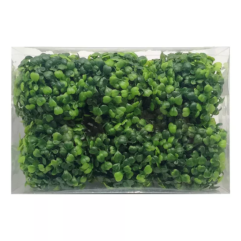 6-Pack Green Boxwood Filler