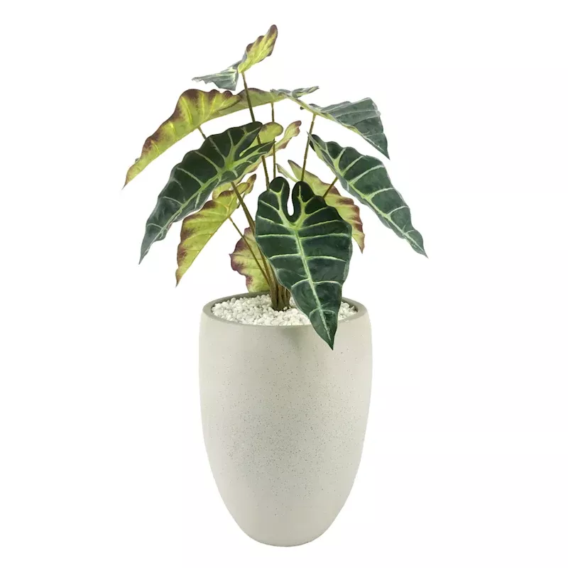 Alocasia in Pot, 29"