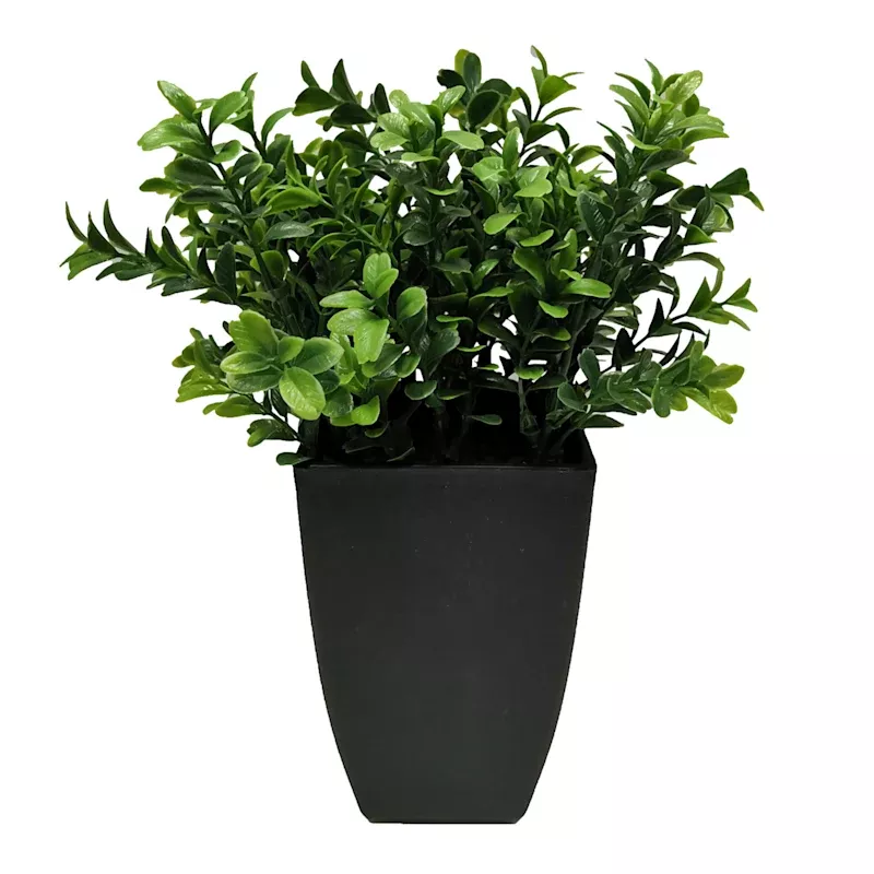 Boxwood Plant with Square Black Planter, 12"
