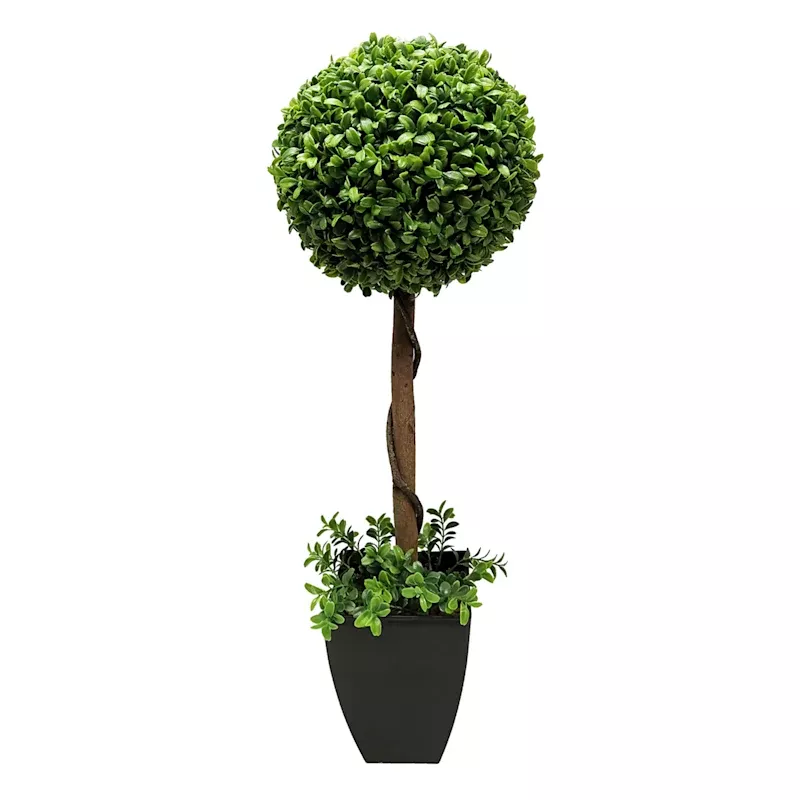 Boxwood Plant with Square Black Planter, 28"