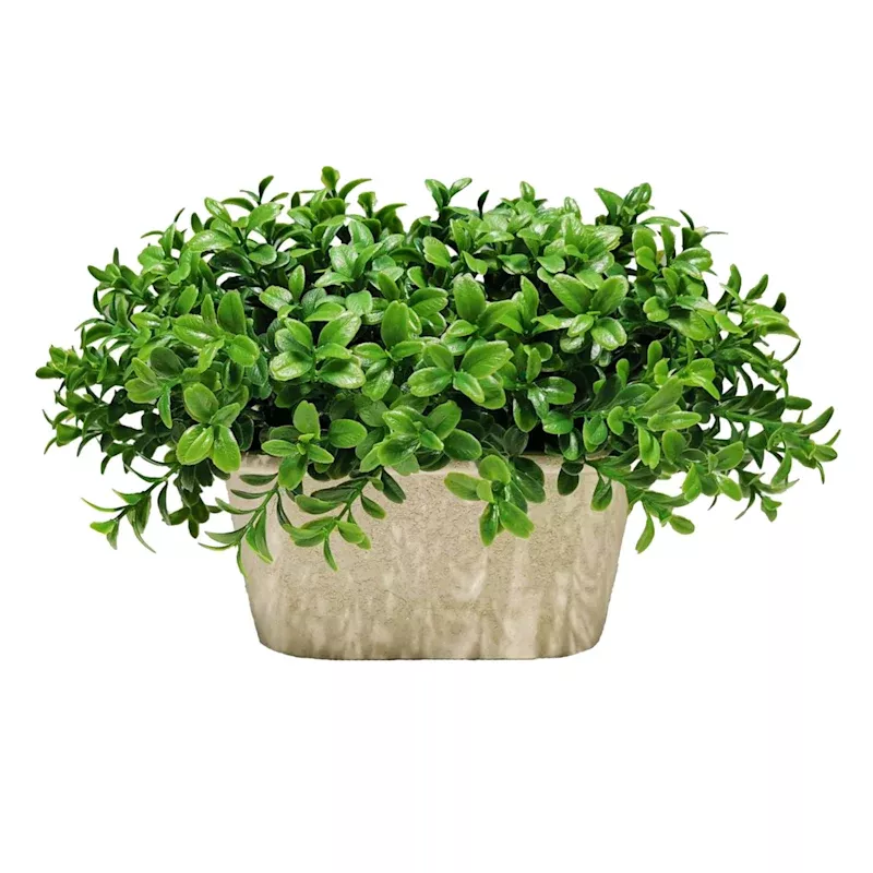 Boxwood Plant with White Rectangular Planter, 10"