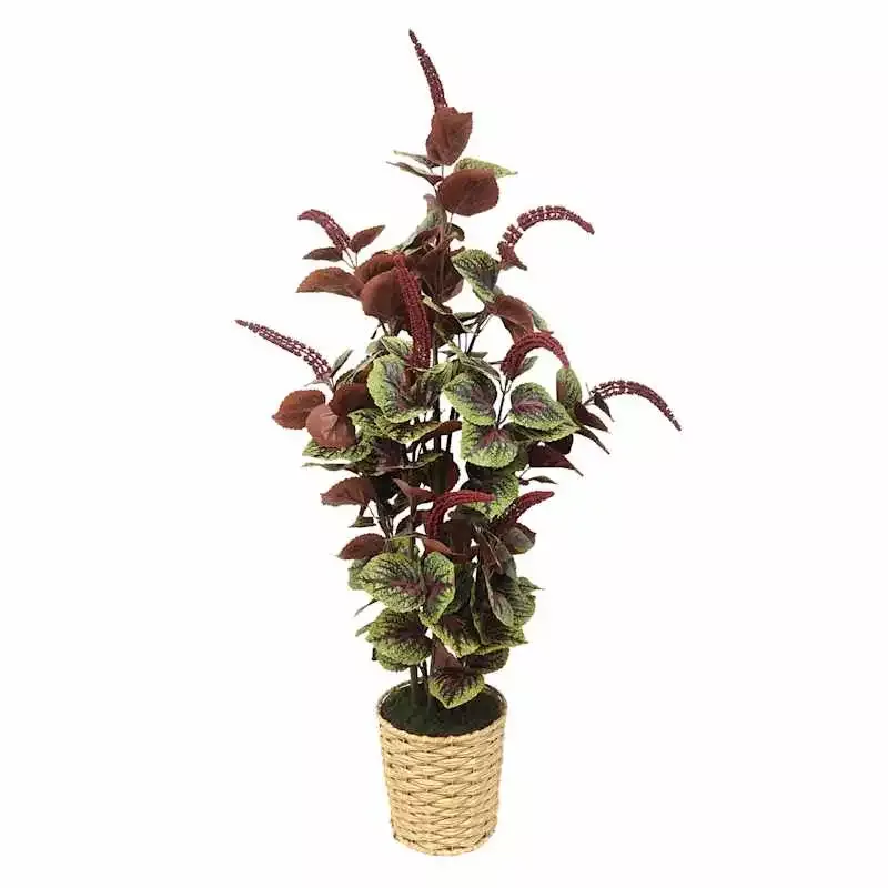 Coleus Plant with Woven Vessel, 36"