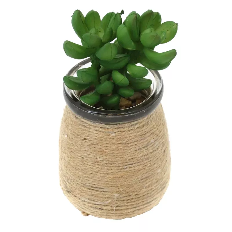 Donkey Tail in Glass Vases, 4.5"