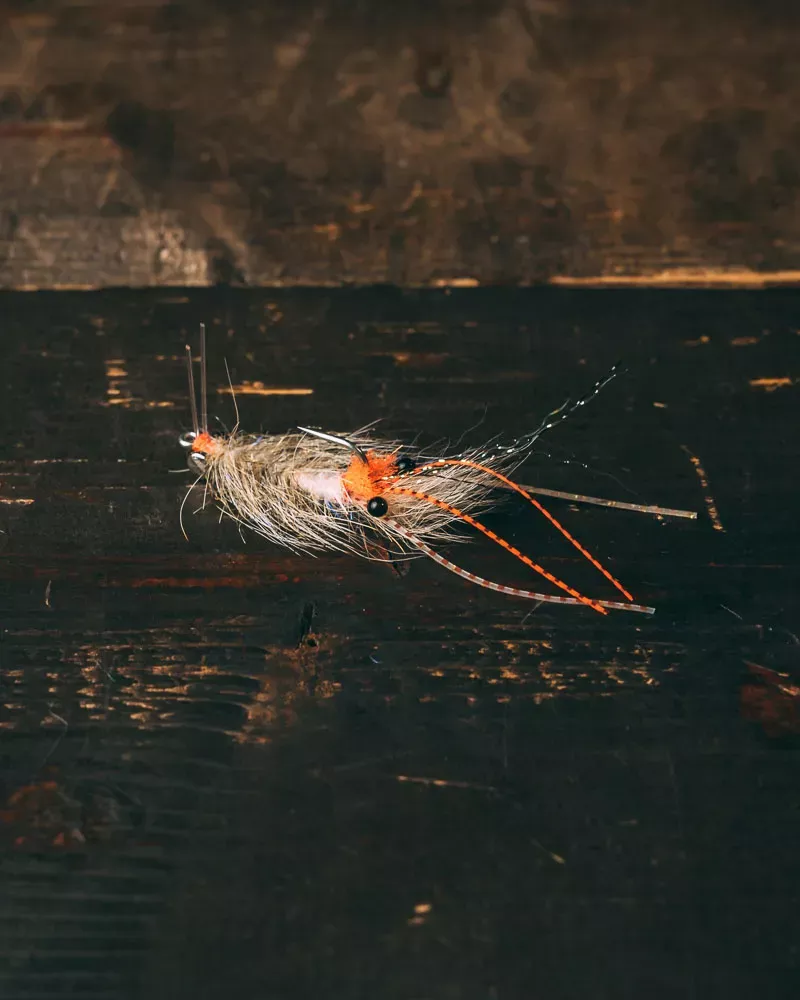 Enrico Puglisi Coyote Spawning Shrimp