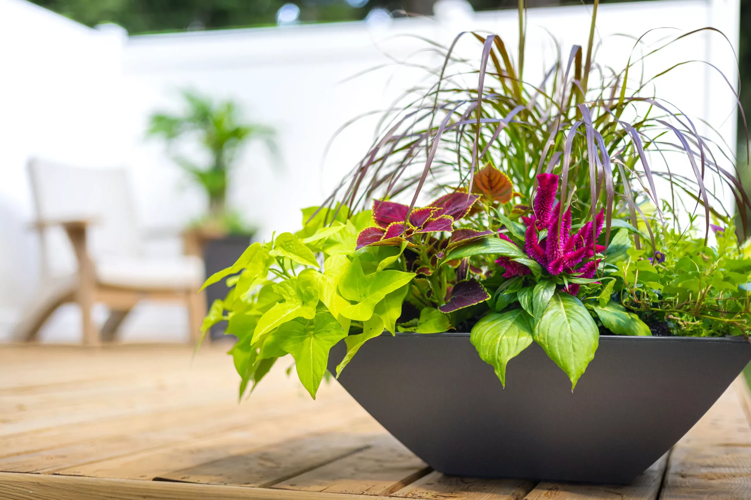 Evolve Square Bowl Planter