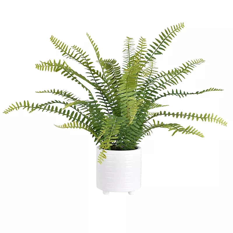 Fern Arrangement in White Ceramic Pot, 19"