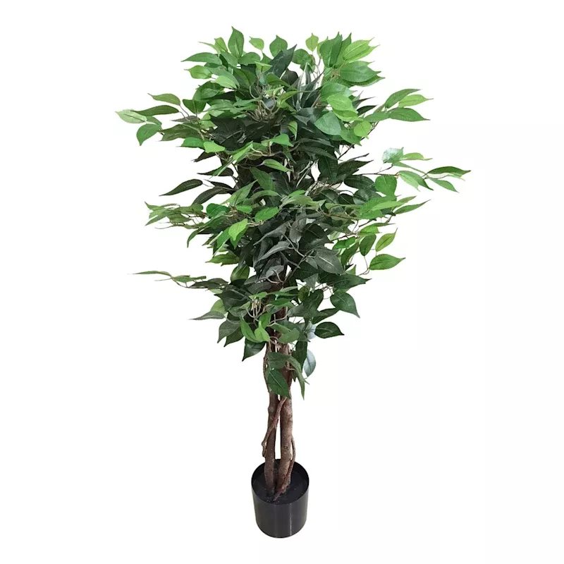 Ficus Tree in Black Pot, 4'