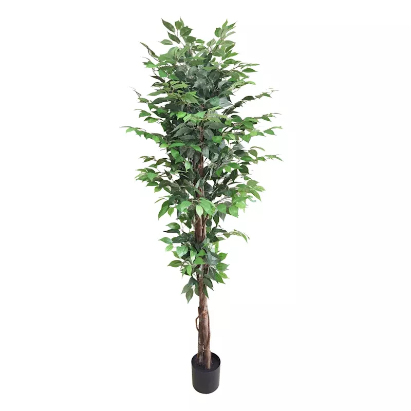 Ficus Tree in Black Pot, 6'
