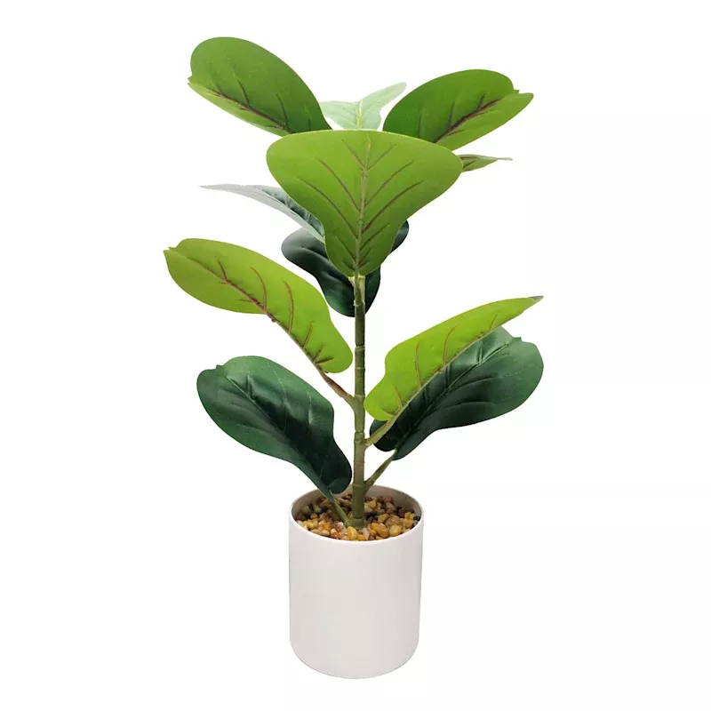 Fiddle Leaf Fig Plant in White Planter, 20"