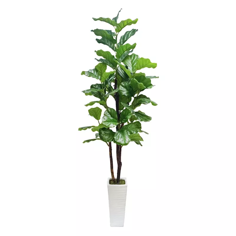 Fig Tree in White Square Pot, 7'