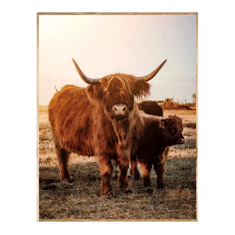 Framed Calf Highland Cow Canvas Wall Art, 24x30