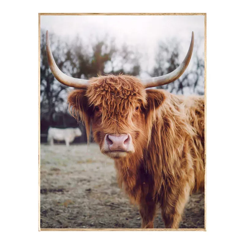 Framed Highland Cow Canvas Wall Art, 24x30
