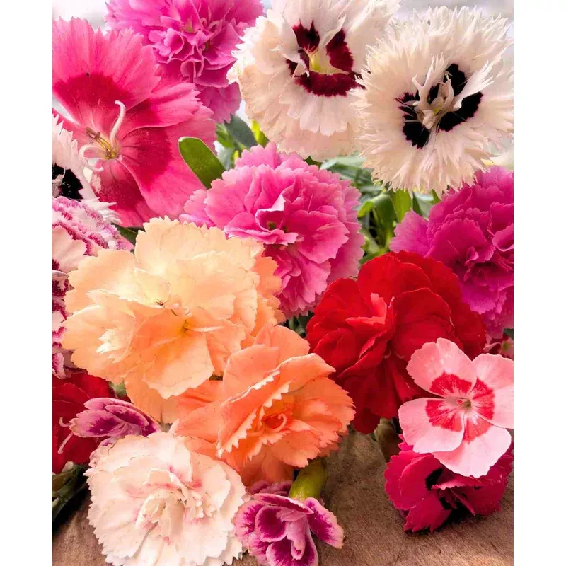 Hayloft Dianthus Mix – Plug Plants