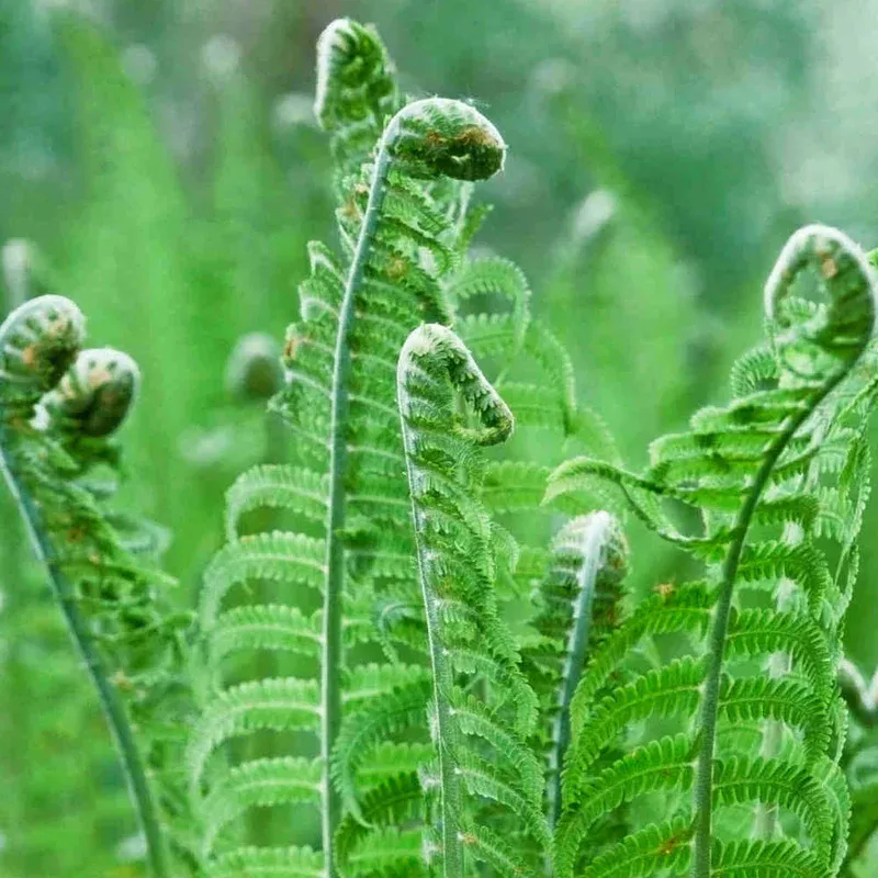 Hayloft Matteuccia Struthiopteris – Shuttlecock Fern – 3 x 9cm pots