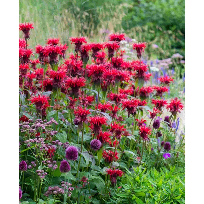Hayloft Monarda Cambridge Scarlet – 3 x 9cm Pots
