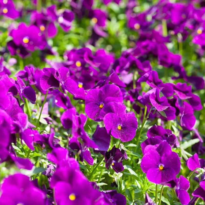Hayloft Pansy Cool Wave Purple – Rich And Regal 12 x plug plants