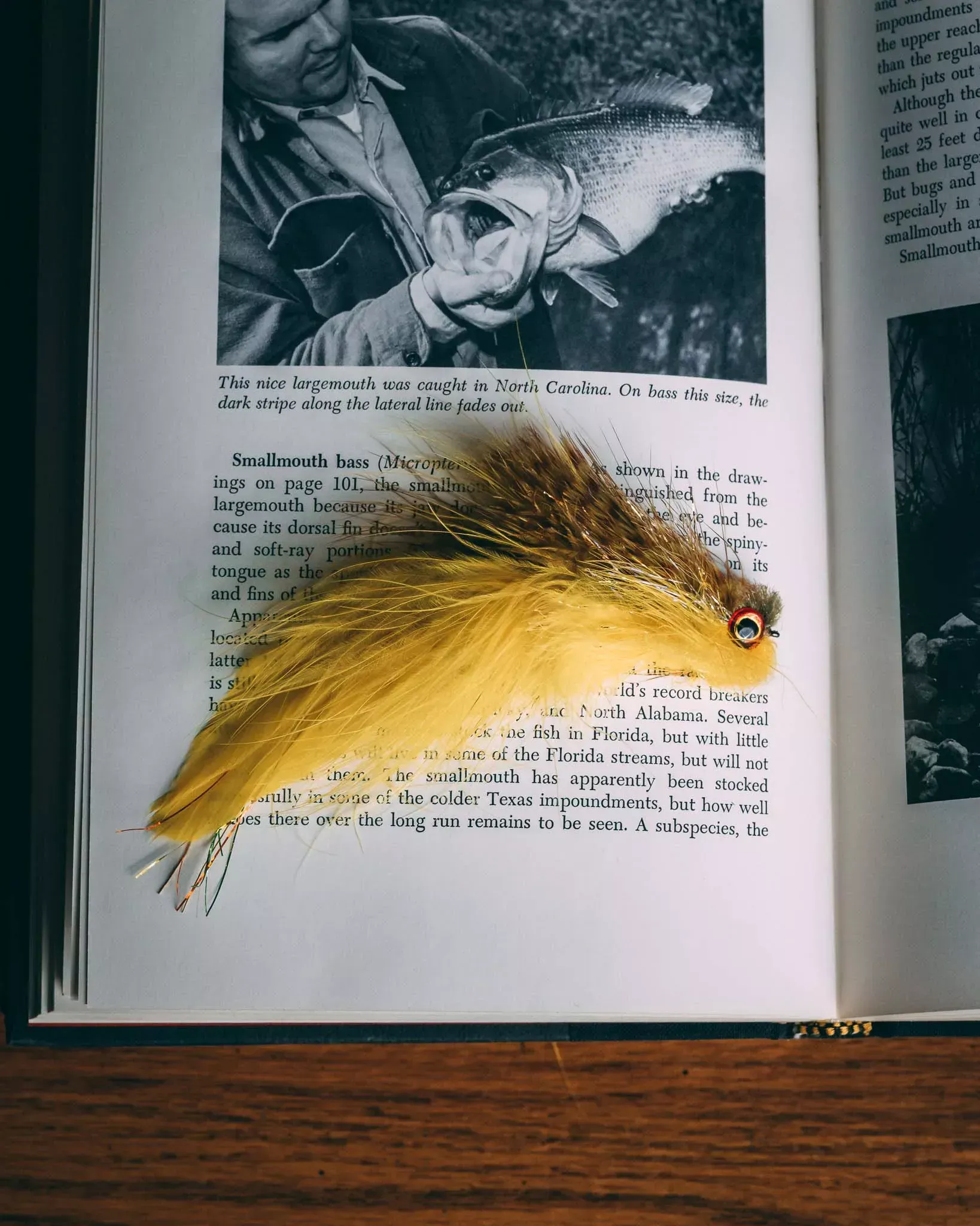 Kelly Galloup's Bangtail