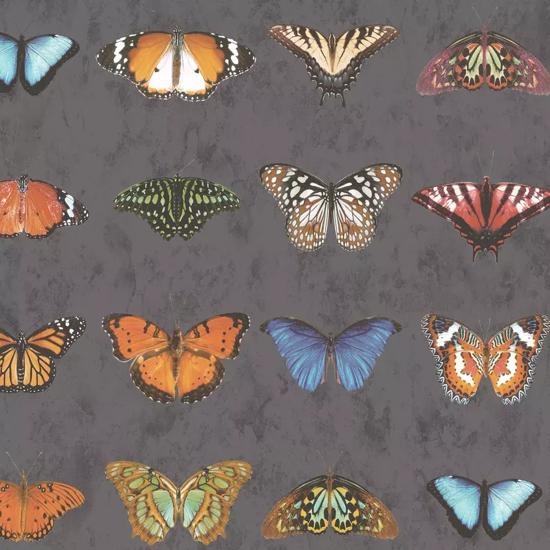 Lepidoptera Charcoal Wallpaper