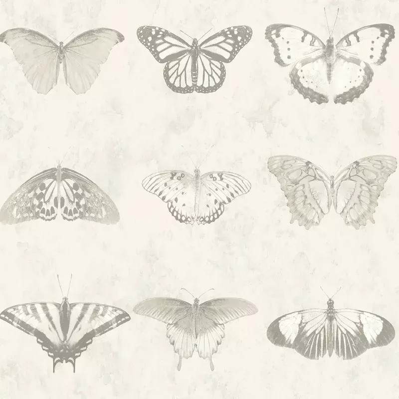Lepidoptera Magnolia Wallpaper