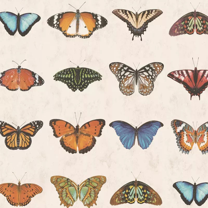Lepidoptera Natural Wallpaper