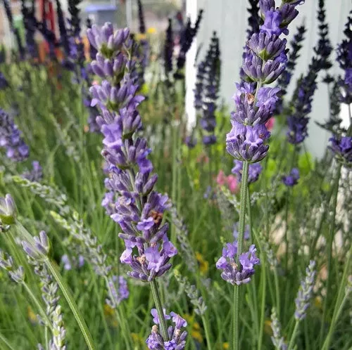 Live Phenomenal Lavender Plant (Lavandula × intermedia)