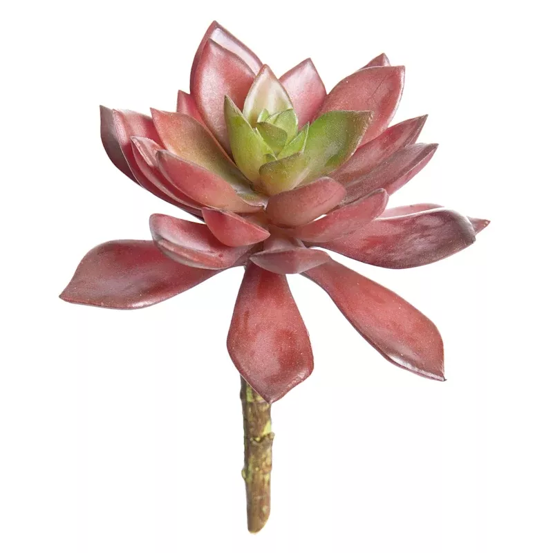 Maroon Echeveria Succulent Pick, 6"