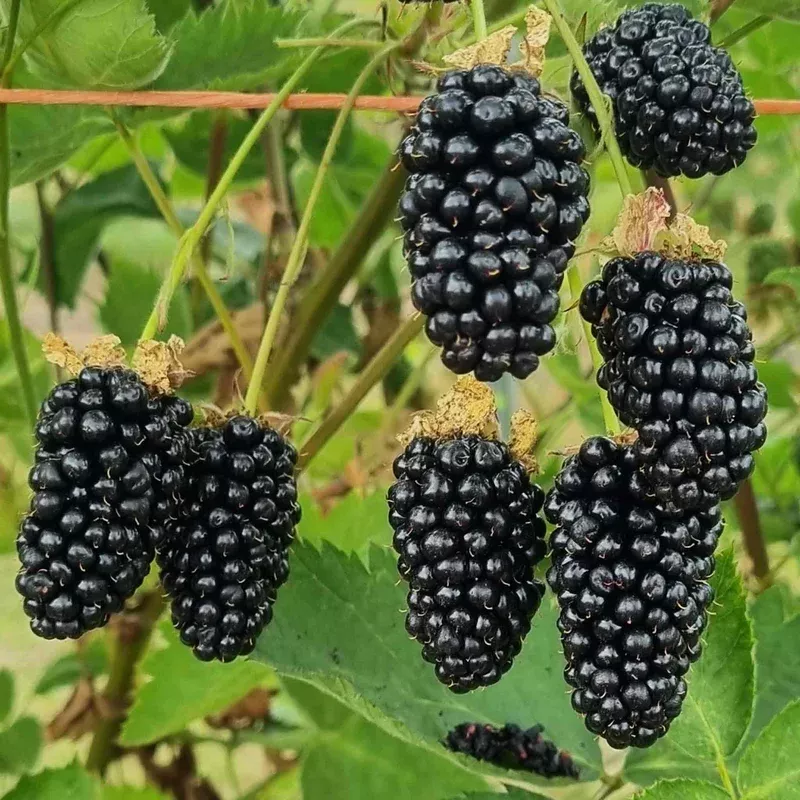 Marshalls Garden Blackberry ‘loch Katrine’ Thornless Heavy-yielding