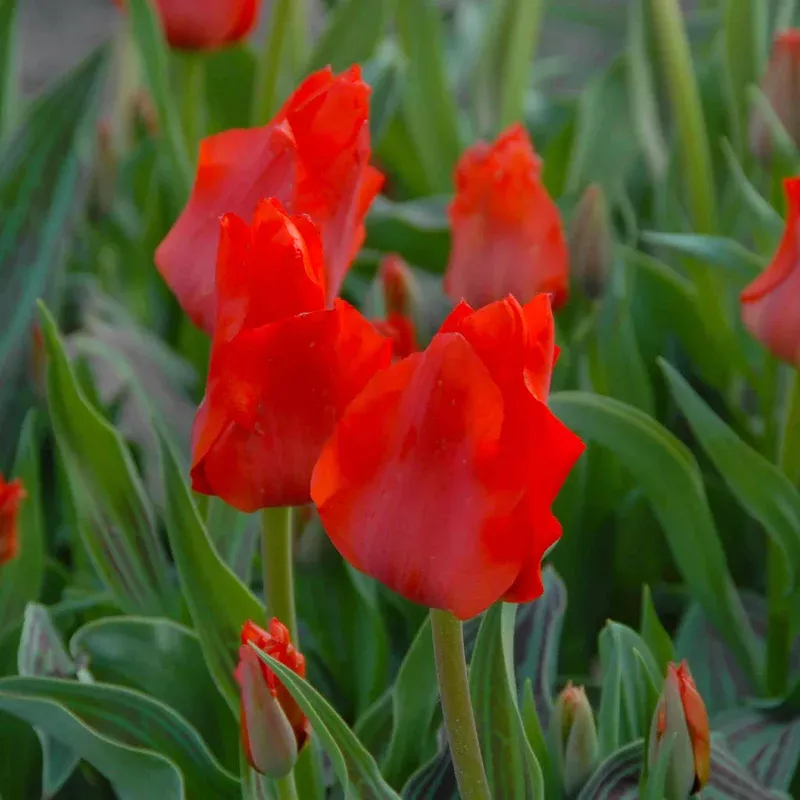 Marshalls Garden Dwarf Tulip ‘red Riding Hood’ Rhs Agm