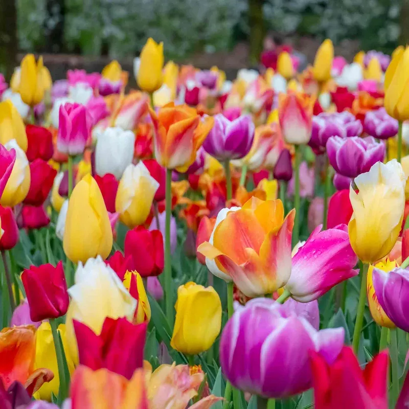 Marshalls Garden Mixed Tulip Bulb Collection