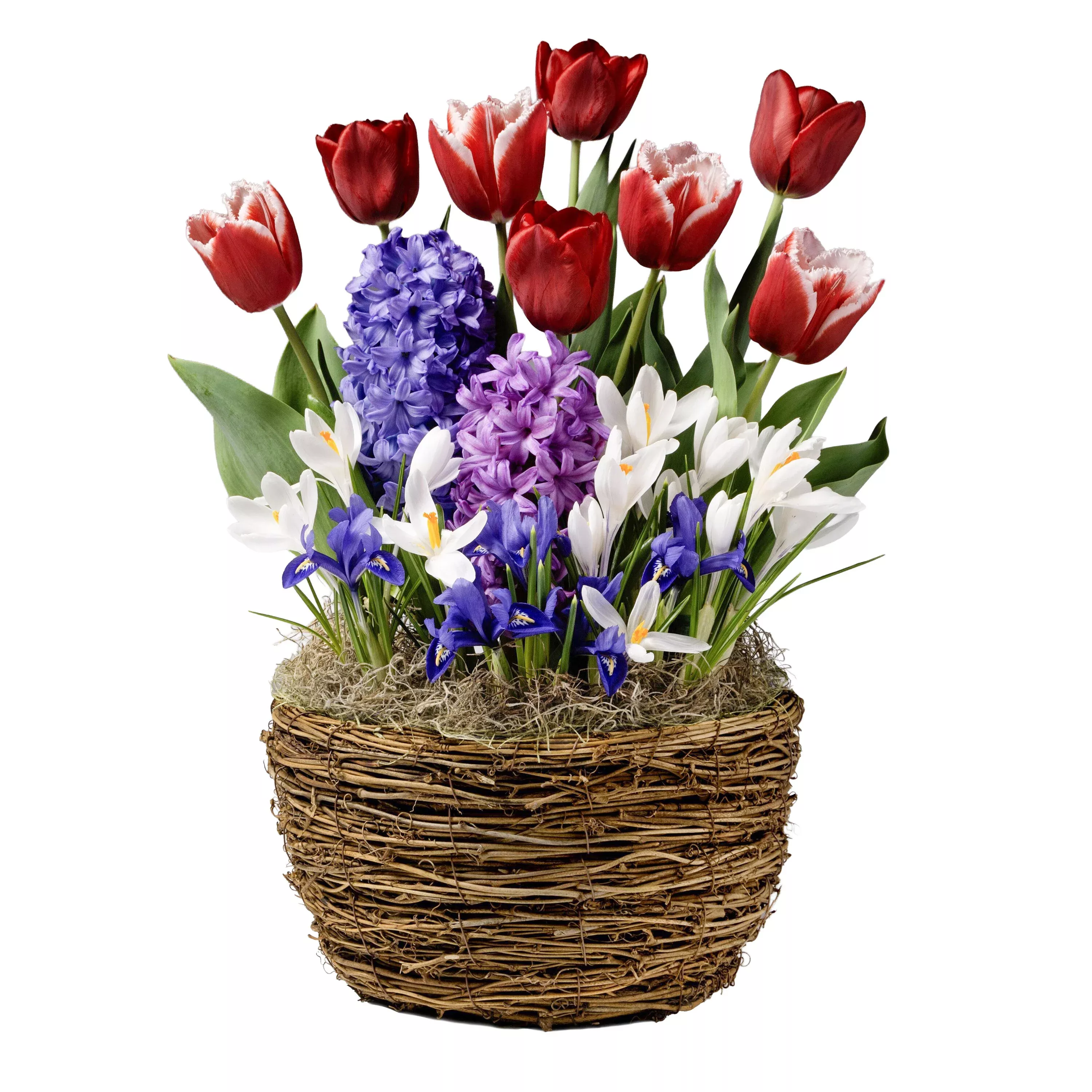Mixed Rooted Garden Bulb