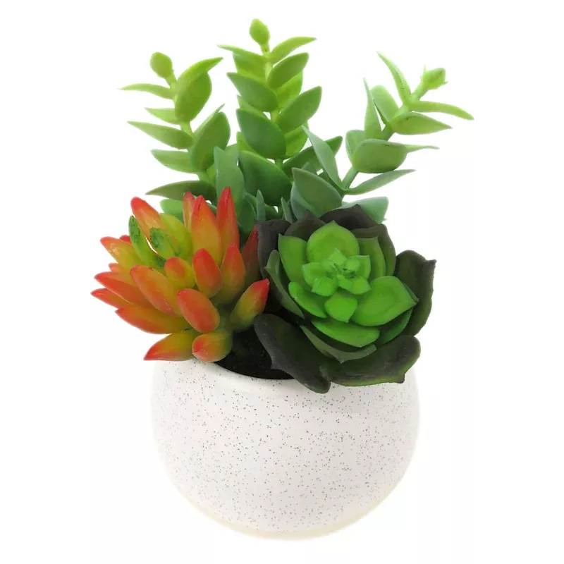 Mixed Succulent in White Pot, 7"