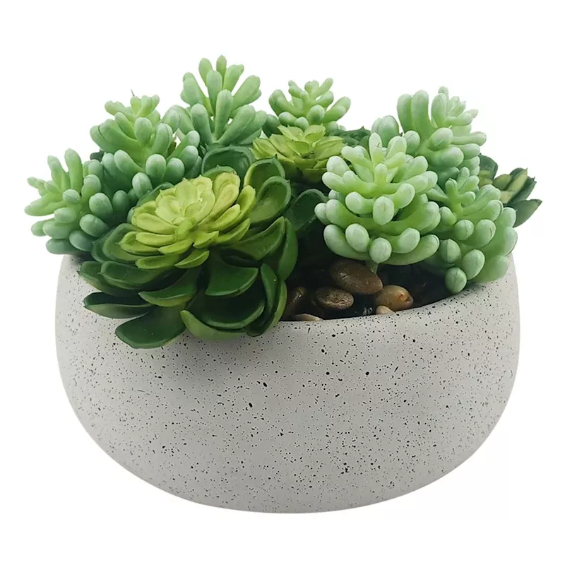 Mixed Succulents in Cement Vessel, 6"