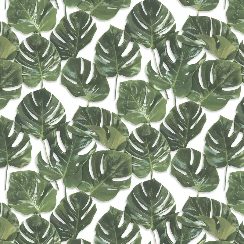 Monstera Green/White Wallpaper