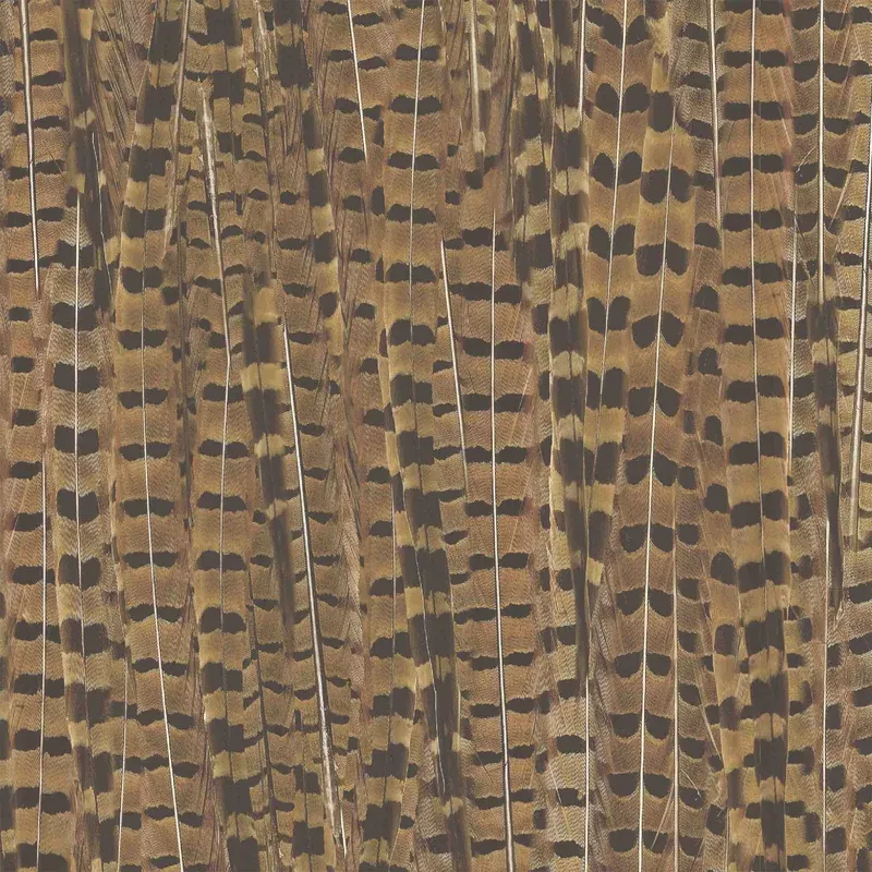 Pheasant Wallpaper