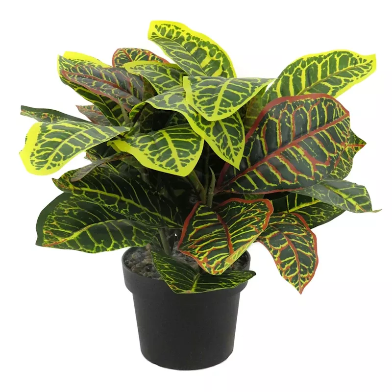 Potted Croton Plant, 17"
