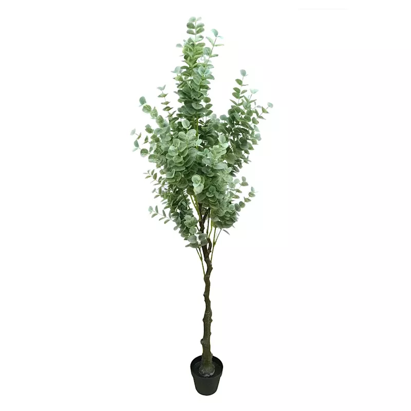 Potted Eucalyptus Tree, 6'