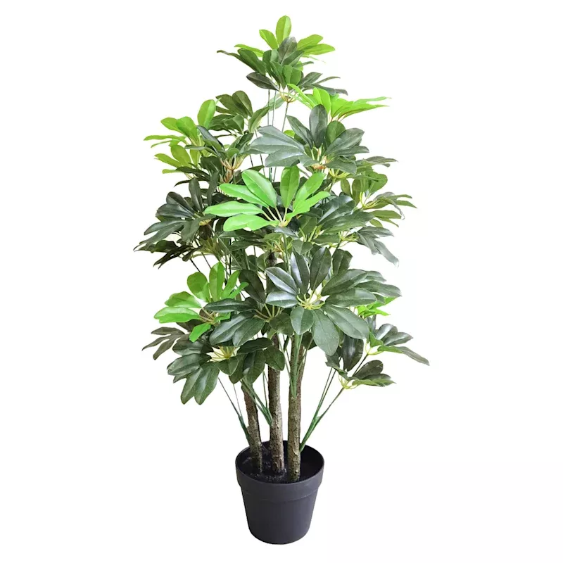 Potted Schefflera Tree, 3'