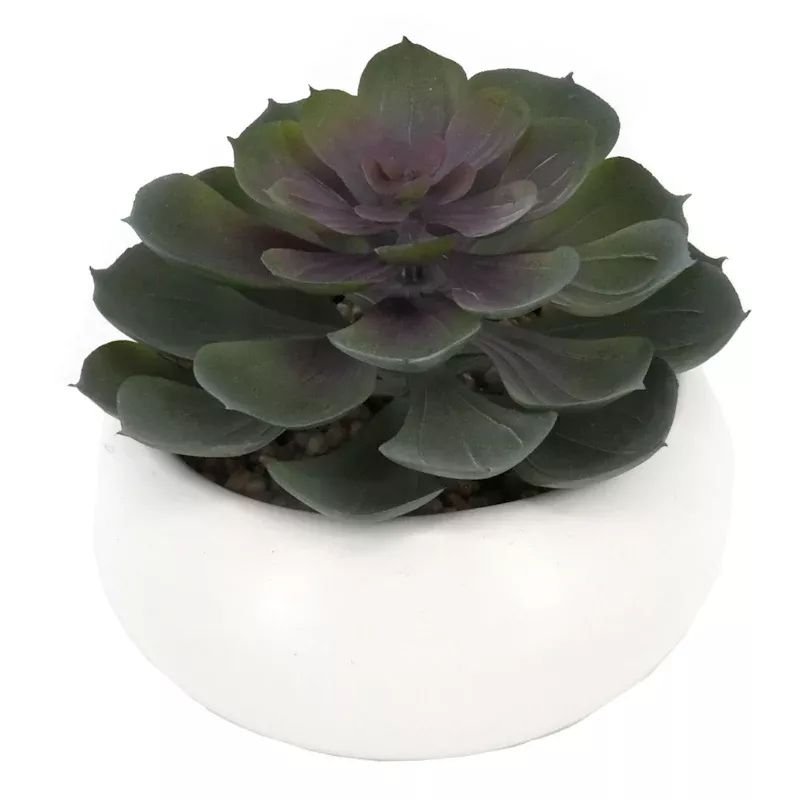 Purple Echeveria in White Pot, 5"