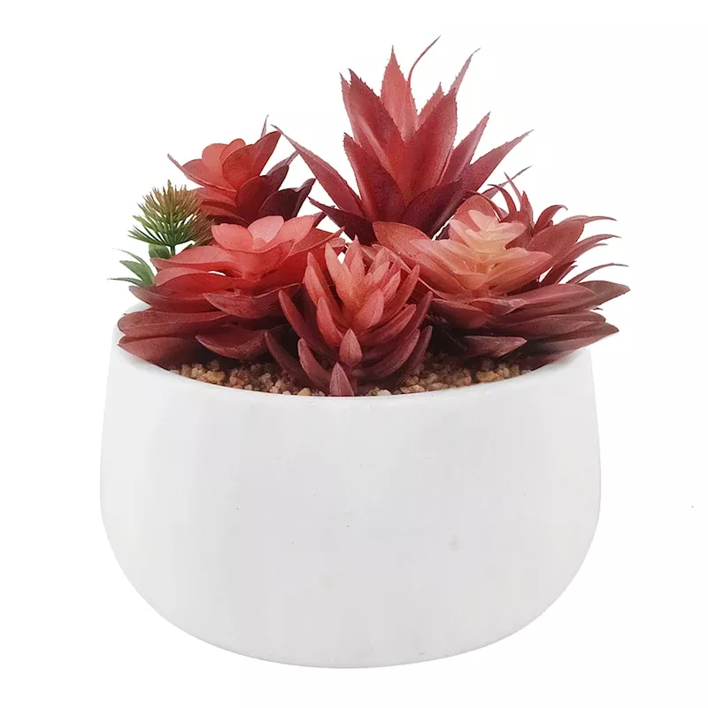 Red Succulents in Cement Pot, 7"