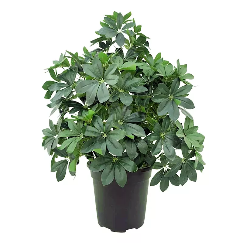 Schefflera & Umbrella Arrangement in Black Pot, 35"