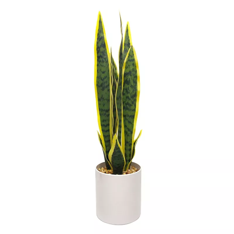 Snake Plant with White Planter, 20"