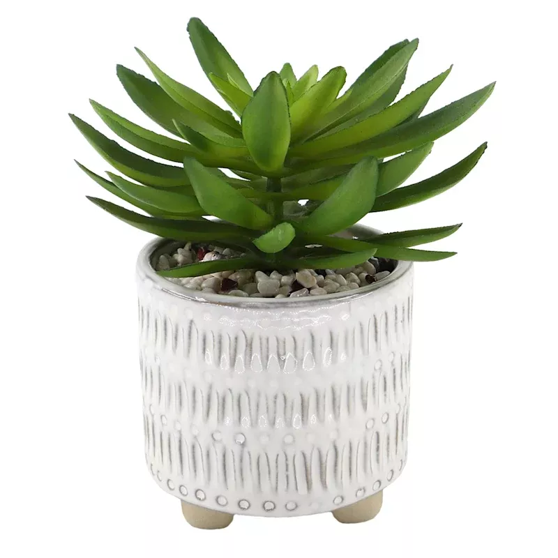 Succulent in Ceramic Pot, 7.5"