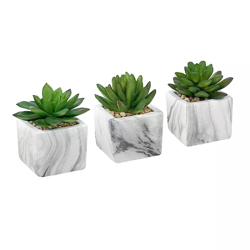 Succulent in Marble-Look Cement Pot, 4"