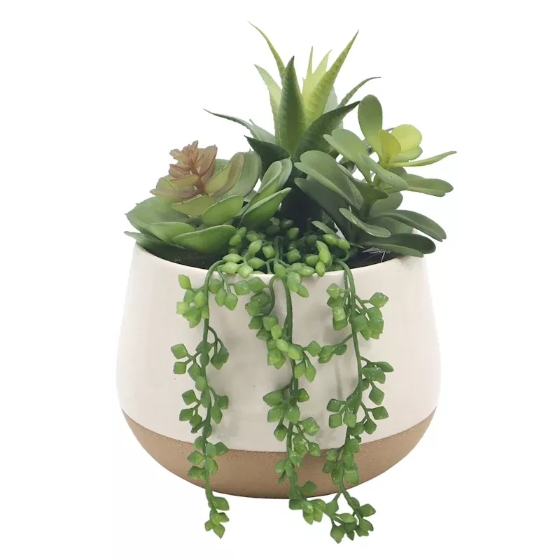 Succulent Mix with Ceramic Planter, 8.5"