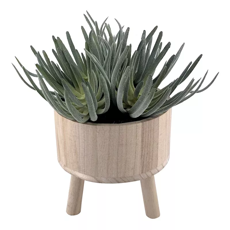 Succulents in Footed Pot, 10.6"