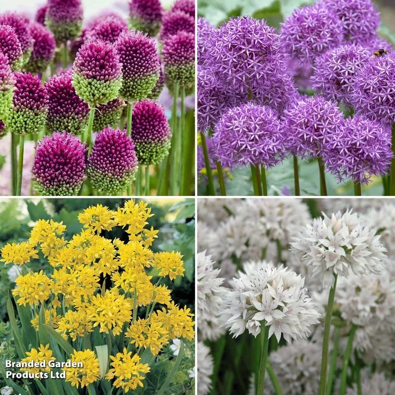 Thompson & Morgan Allium 100 Bulb Collection