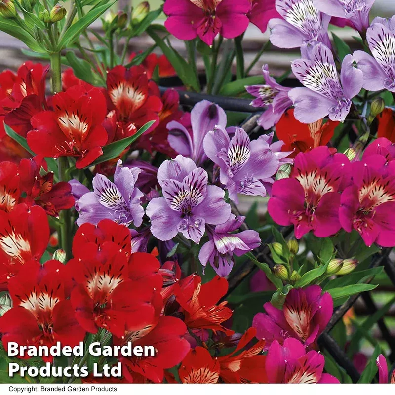 Thompson & Morgan Alstroemeria ‘tree Everest Mix’ – 3 Plants