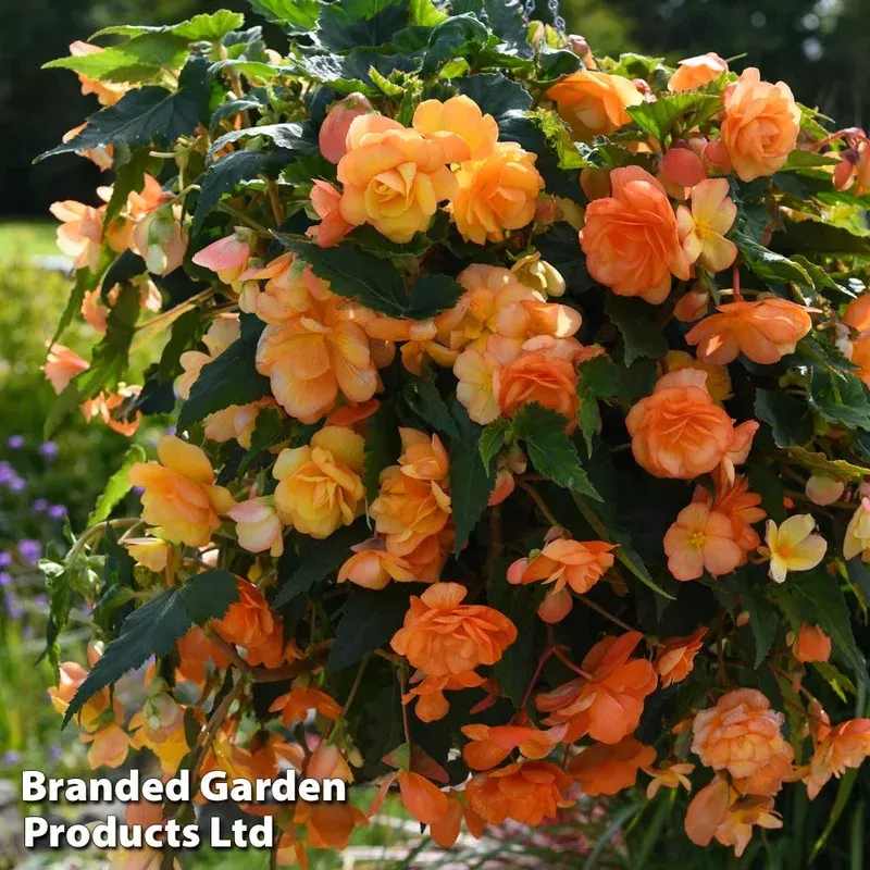 Thompson & Morgan Begonia Apricot Shadespreplanted Hanging Basket 25cm