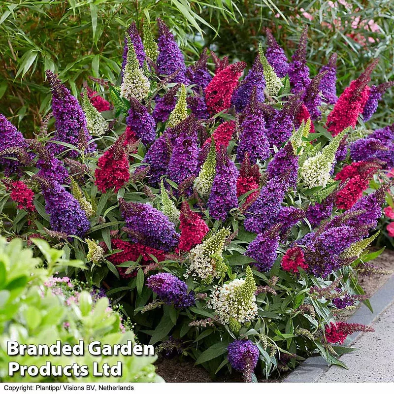 Thompson & Morgan Buddleja Butterfly Candy Collection – 4 Potted Plants